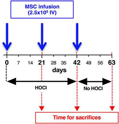 Fibrosis Development in HOCl-Induced Systemic Sclerosis: A Multistage Process Hampered by Mesenchymal Stem Cells